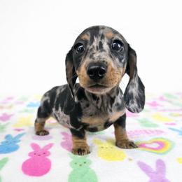 Black and tan dapple female 1 - Dapple female Dachshund puppy in Belle Rive, Illinois from Akin's Miniature Dachshunds, LLC