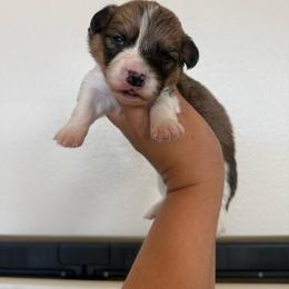 Astro - White and red male Pembroke Welsh Corgi puppy in Red Bluff, California from Wilder Ranch Corgis