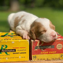 Brittany Puppies from HillTop Brittany Kennel
