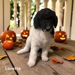 Loretta - Parti female Poodle puppy in Washington, Pennsylvania from Patriotic Poodles