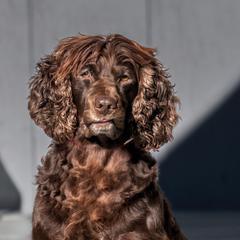 Boykin Spaniel puppies from Taensas Boykins