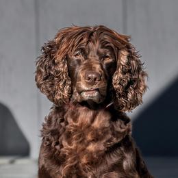Boykin Spaniel puppies from Taensas Boykins