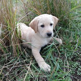 Labrador Retriever Puppies from Taylor Maid Labradors