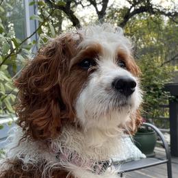 Penny - Cavapoo