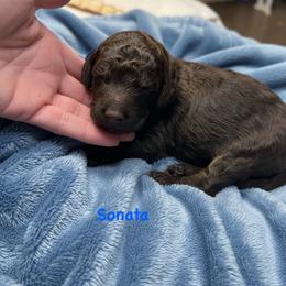 Sonata - Chocolate male Goldendoodle puppy in Sanderson, Florida from Serenity Goldendoodles
