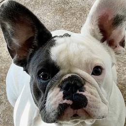Snow - French Bulldog
