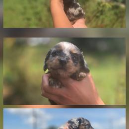 Dachshund puppies from Dixie Chic Frenchies & Dachshunds