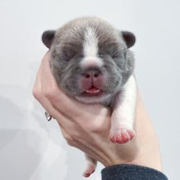Miso Soup - Blue fawn female French Bulldog puppy in New Hampton, New Hampshire from Kismet French Bulldogs