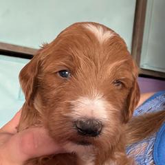 Paprika - Caramel red male Labradoodle puppy in Montrose, Colorado from Ithilien Labradoodles