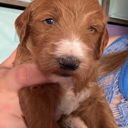 Paprika - Caramel red male Labradoodle puppy in Montrose, Colorado from Ithilien Labradoodles