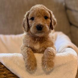 Honey - Apricot female Goldendoodle puppy in Fayetteville, Arkansas from Mountain Grove Doodles