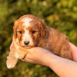 Cider - Red  male Goldendoodle puppy in Urbana, Illinois from ZaraDoodles