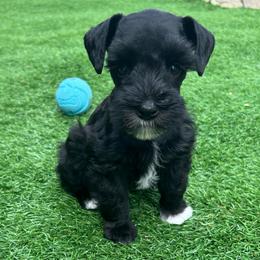 Brody - Black male Miniature Schnauzer puppy in Canyon Lake, Texas from Chambers Schnauzers