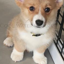 Hermonie - Red female Pembroke Welsh Corgi puppy in Kiowa, Colorado from Cool Water Corgis LLC