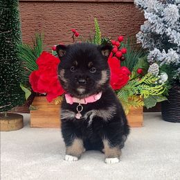Sparkles - Black and tan female Shiba Inu puppy in Clayton, Illinois from Adorable-Puppies