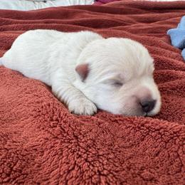 Sparky - White male West Highland White Terrier puppy in Roper, North Carolina from SoundHaven Westies