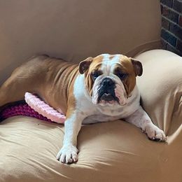 Rosé - Bulldog