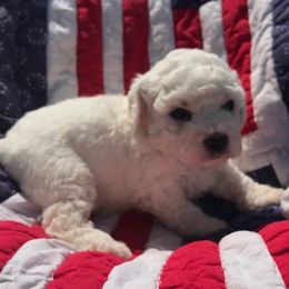 Bichon Frises from ACC Ranch