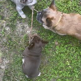 French Bulldog All Grown Up from Kip's Frenchies