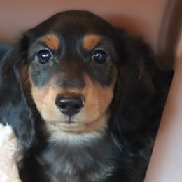 Wednesday - Black and tan female Dachshund puppy in Azle, Texas from American Dachshunds