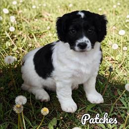 Patches - Black and white female Aussiedoodle puppy in Lebanon, Oregon from Abbott Family Farm