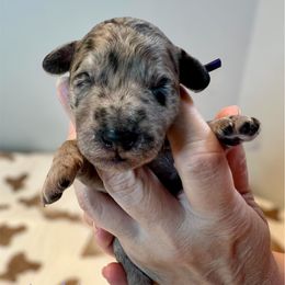 Whimsy - Merle female Goldendoodle puppy in Mocksville, North Carolina from Little Bear Doodles