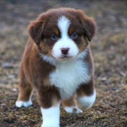 Gabe - Red tri male Miniature Australian Shepherd puppy in Menomonee Falls, Wisconsin from Hunt N Oaks
