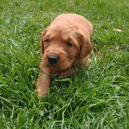 Boy 2 - Dark golden Golden Retriever puppy in Grand Meadow, Minnesota from Root River Retrievers