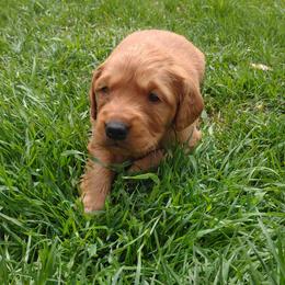 Boy 2 - Dark golden Golden Retriever puppy in Grand Meadow, Minnesota from Root River Retrievers