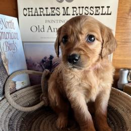 Pink - Golden female Golden Retriever puppy in Leadore, Idaho from Gunsight Goldens