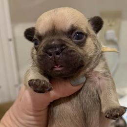French Bulldogs from Sassy Belle's Frenchies