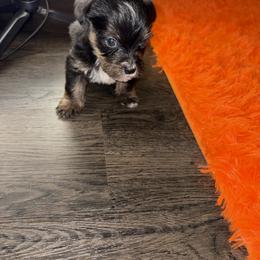 Shorkie Puppies from Sharlena Henderson