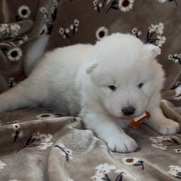 Trix - White female Samoyed puppy in Atkinson, Nebraska from Sandhills Samoyeds
