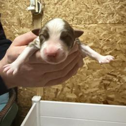 Rocky - Red tri-color male Australian Shepherd puppy in Springfield, Oregon from Shelter Cove Aussies