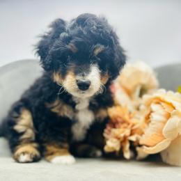 Jewel - Tri-color female Bernedoodle puppy in Northfield, New Jersey from Jersey Shore Double Doodles
