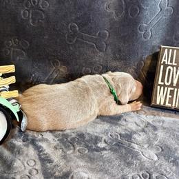 Green Collar - Silver gray male Weimaraner puppy in Sevierville, Tennessee from K&K Weimaraners
