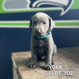 York - Charcoal male Dilute Retriever puppy in Puyallup, Washington from 12 Door Farm Labradors