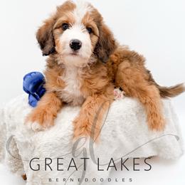 Elvis - Sable male Bernedoodle puppy in Baroda, Michigan from Great Lakes Bernedoodles