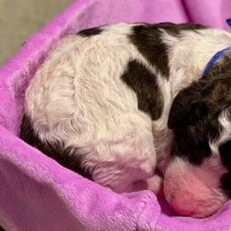 Assorted Doodle Crosses, Newfoundlands, and Poodles from Great Pawsabilities Kennels