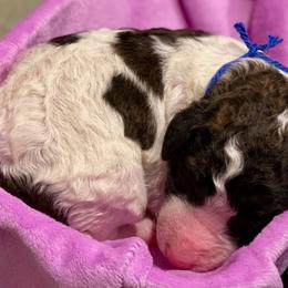 Assorted Doodle Crosses, Newfoundlands, and Poodles from Great Pawsabilities Kennels