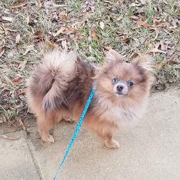 Dallas - Pomeranian