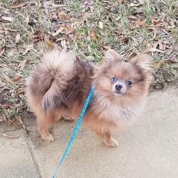 Dallas - Pomeranian
