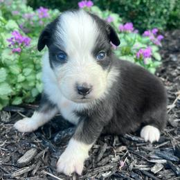 Pumpkin - Black tri-color female Australian Shepherd puppy in Loda, Illinois from Pilcher Farms