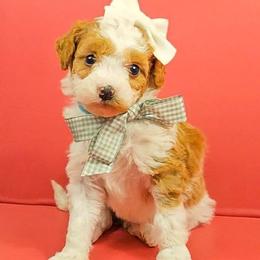 Wynter - Tri-color female Bernedoodle puppy in Russell Springs, Kentucky from 270 Doodles