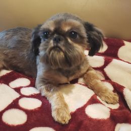 Princess - Shih Tzu
