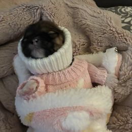 Lucy - Liver and white female Shih Tzu puppy in Las Vegas, Nevada from P and J Farms