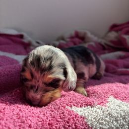 Dachshund Puppies from Western Slope Weenies