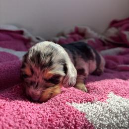 Dachshund Puppies from Western Slope Weenies