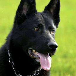 Chlloe - German Shepherd