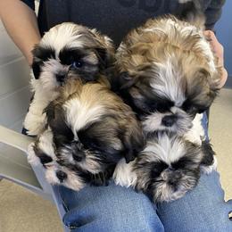 Shih Tzu Puppies from Willow Lane Shih Tzus